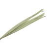 FEUILLE SECHEE 90-110CM /10P