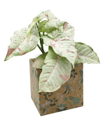 BOITE CARTON SIMPLY IMP.médium les 10P