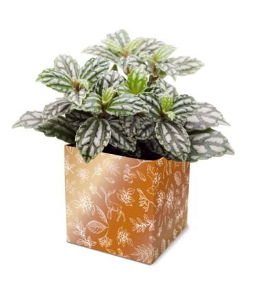 BOITE CARTON SIMPLY IMP.médium les 10P