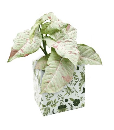 BOITE CARTON SIMPLY IMP. small H10 les 10P