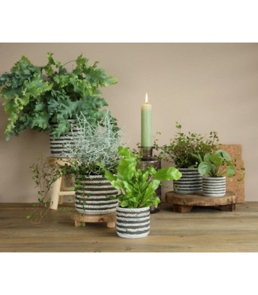 C.POT RAF 08.5CM H7.5CM les 6P