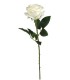 FLEUR ROSE TIGE 65CM ASSORT.les 36P