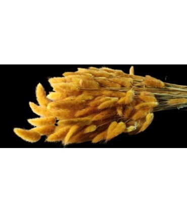 LAGURUS SECHE COULEUR 100GR