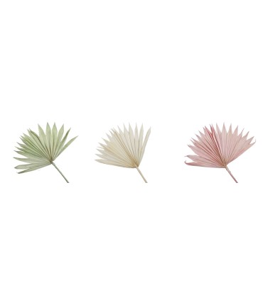 FEUILLE DE PALMIER SEC les 5P