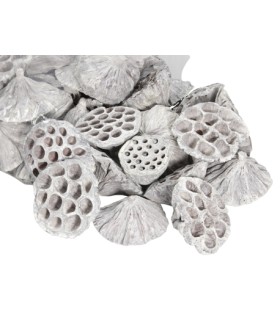 LOTUS BLANC médium 5-7CM les 50P