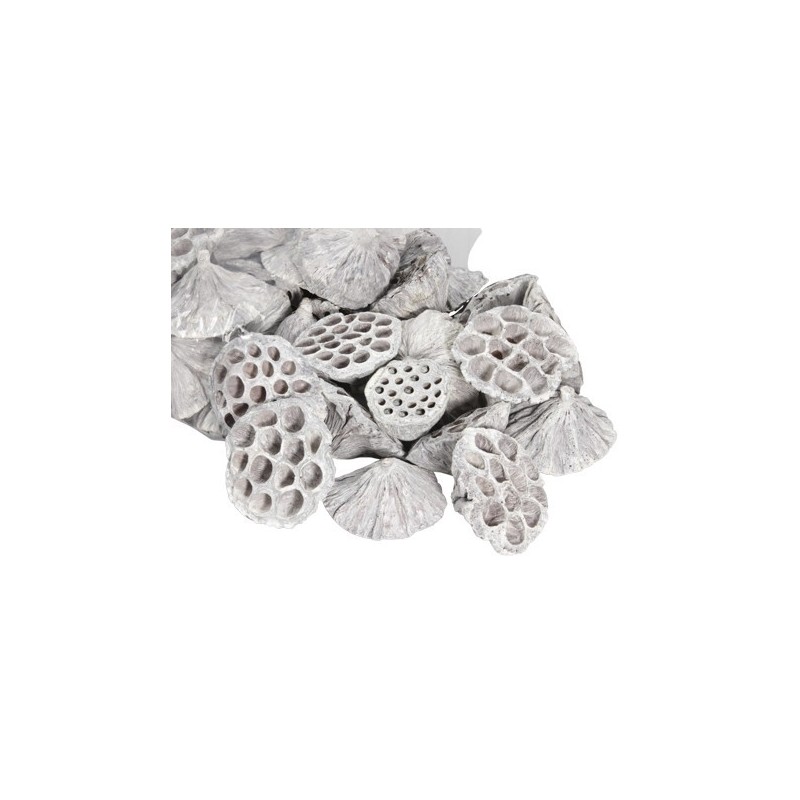 LOTUS BLANC médium 5-7CM les 50P