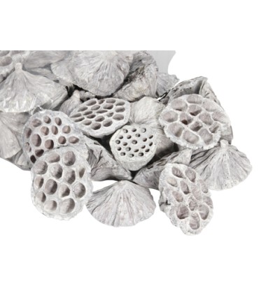 LOTUS BLANC médium 5-7CM les 50P