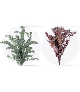 VERDISSIMO-CINEREA 50/80CM les 140gr