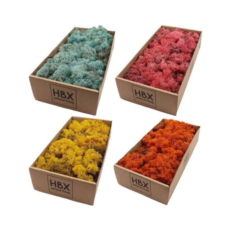 MOUSSE ISLANDE TEINTEE  500GR