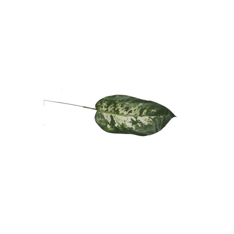 FEUILLE DE DIEFFENBACHIA H36CM les 12P