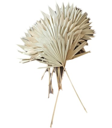 SUN SPEAR NATUREL MM 2538N000 les 10P