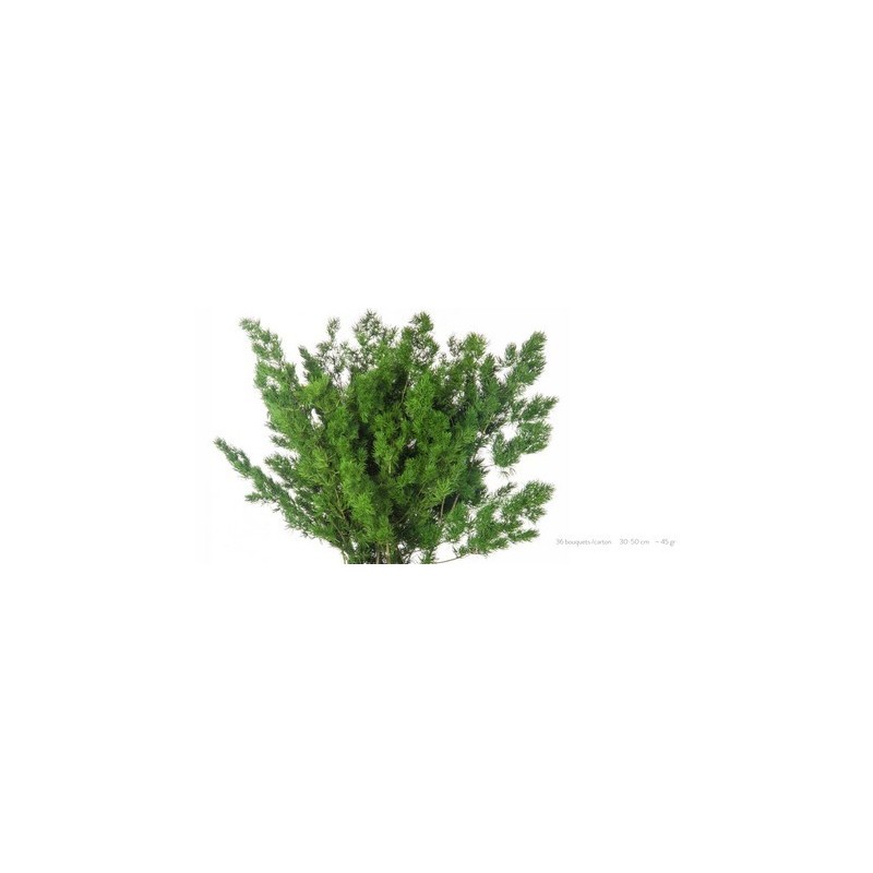 VERDISSIMO-MING FERN VERDE les 6P