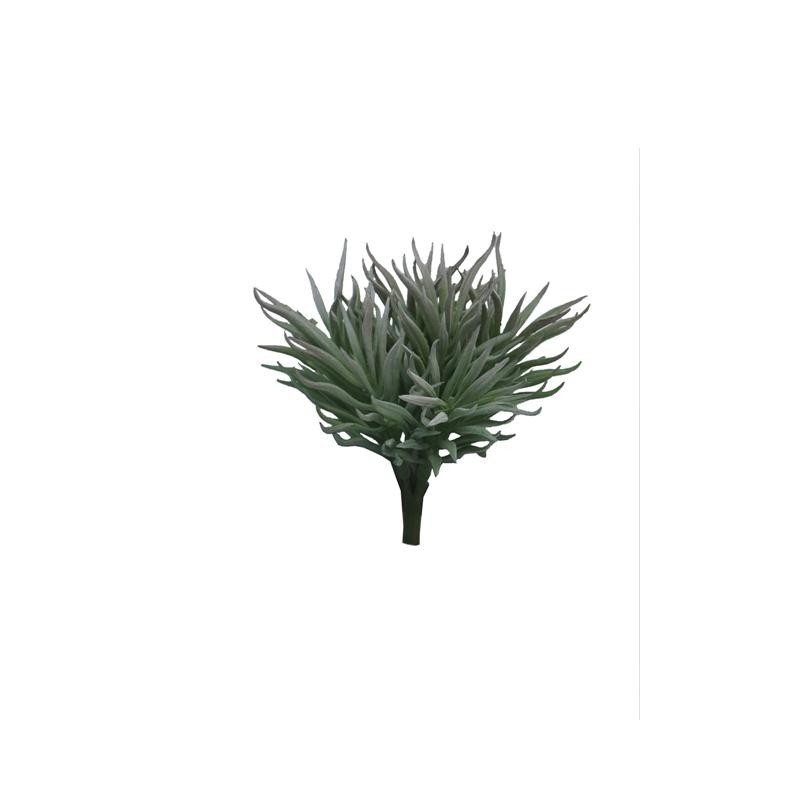 FLEUR CRASULA HIMALAYA VERT ou GRIS 15CM à la pièce