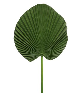 FEUILLE PALMIER VERT 78CM à la pièce