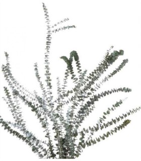 VERDISSIMO-BABY BLUE VERDE 40/80