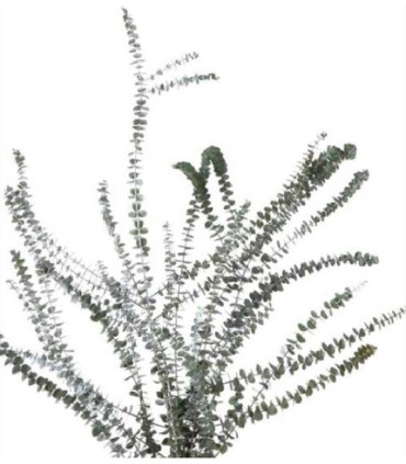 VERDISSIMO-BABY BLUE VERDE 40/80