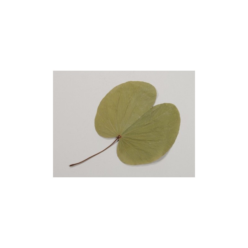 FEUILLE BUGUNIA NATUREL EN SACHET 