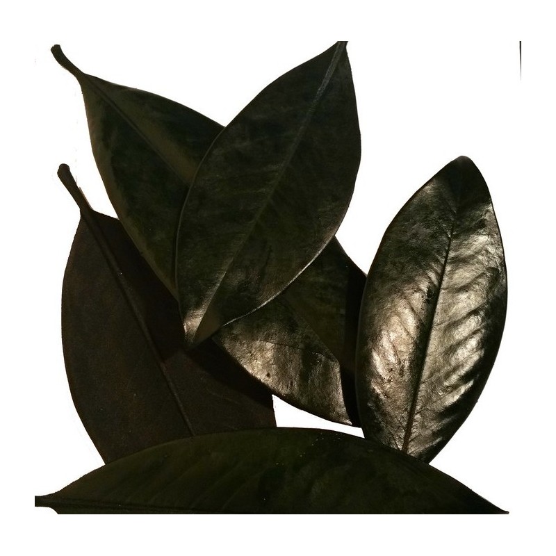 FEUILLE MAGNOLIA STABILISEE 500GR