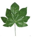 FEUILLE DE FATSIA H42CM /12P