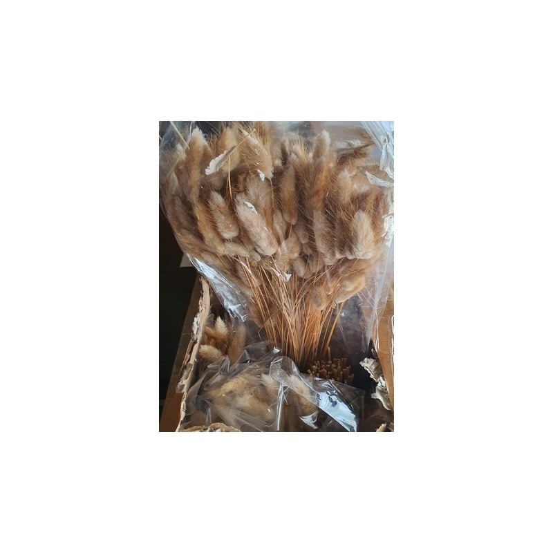 LAGURUS SECHE NATUREL 100gr