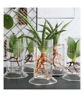 VERRE TUBE LABORATOIRE H11CM /6P