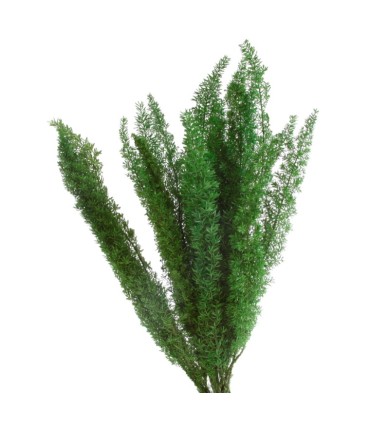 VERDISSIMO-FOXTAIL VERDE 30/40