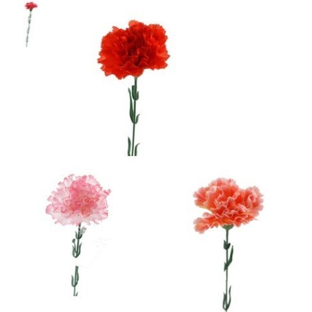 FLEUR OEILLET H48CM BOITE 120P