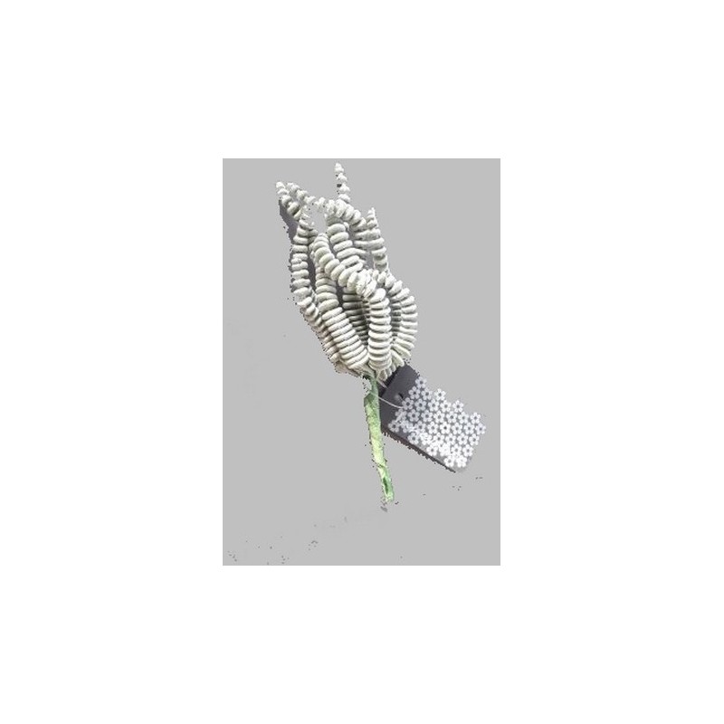 FLEUR SUCCULENT RHODA VERT 16CM à la pièce
