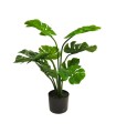 MONSTERA EN POT VERT 68CM à la pièce