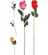FLEUR ROSE TIGE 65CM ASSORT.les 36P