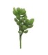 FLEUR SUCCULENT RHODA VERT 14CM à la pièce