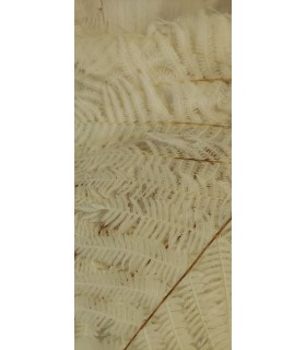 FEUILLE DE FOUGERE BLANCHIE SAC 10P