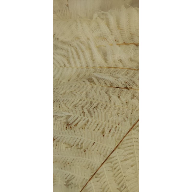 FEUILLE DE FOUGERE BLANCHIE SAC 10P