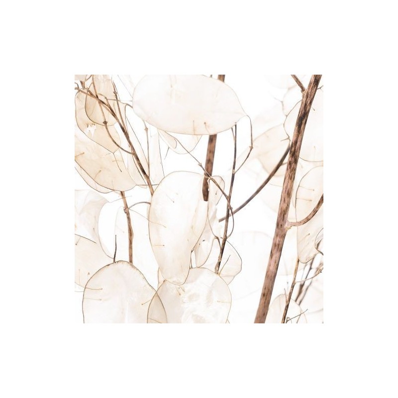SEC FLEUR LUNARIA NATUREL les 10P