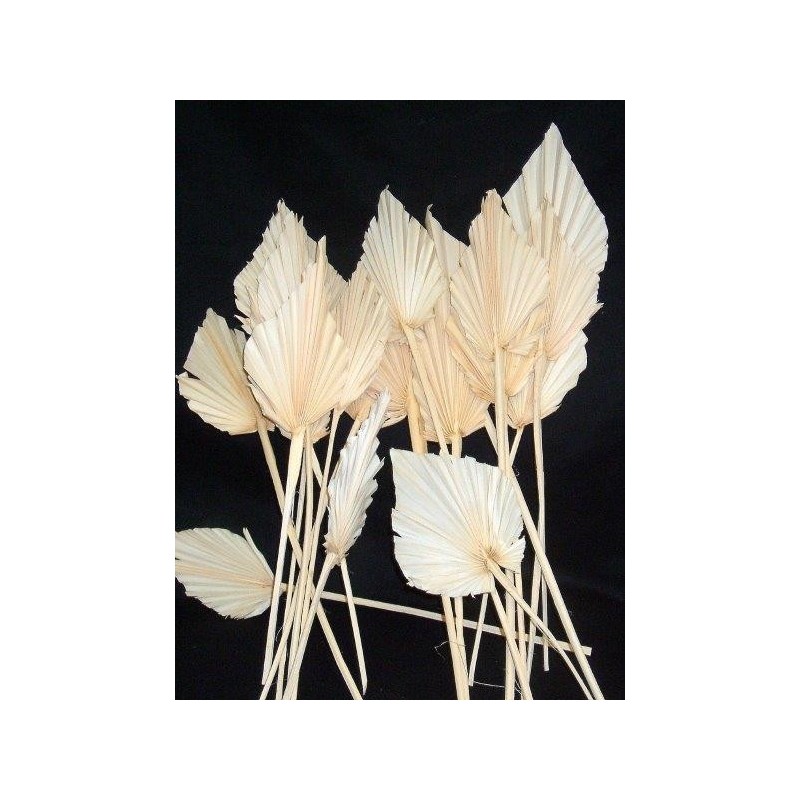 PALM SPEAR BLANC MM 2490P001 les 10P