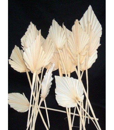 PALM SPEAR BLANC MM 2490P001 les 10P