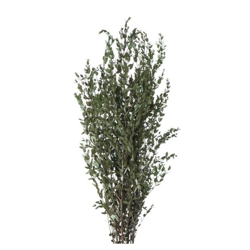 VERDISSIMO-PARVIFOLIA VERT 40/80