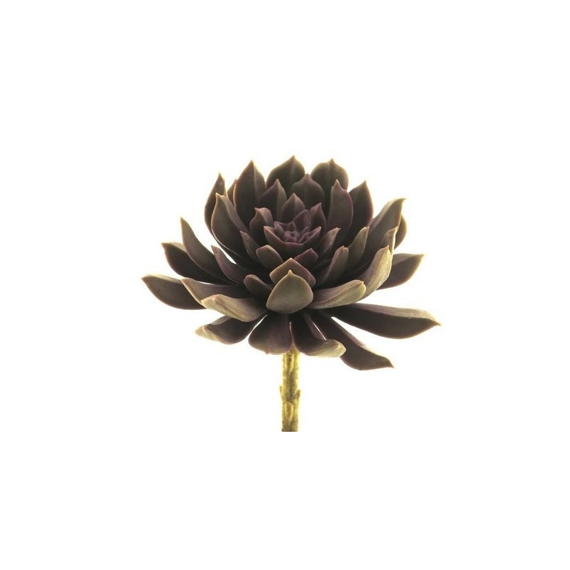 FLEUR SUCCULENT AEONIUM ROSE 13CM à la pièce