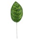 FEUILLE CALATHEA H28CM les 12P