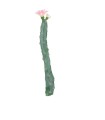 CACTUS FLEUR ROSE H36CM la pièce