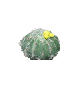 CACTUS WESSEX FLEURI H08CM à la pièce