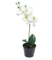 FLEUR PHALAENOPSIS BORA H35CM BLANC pièce