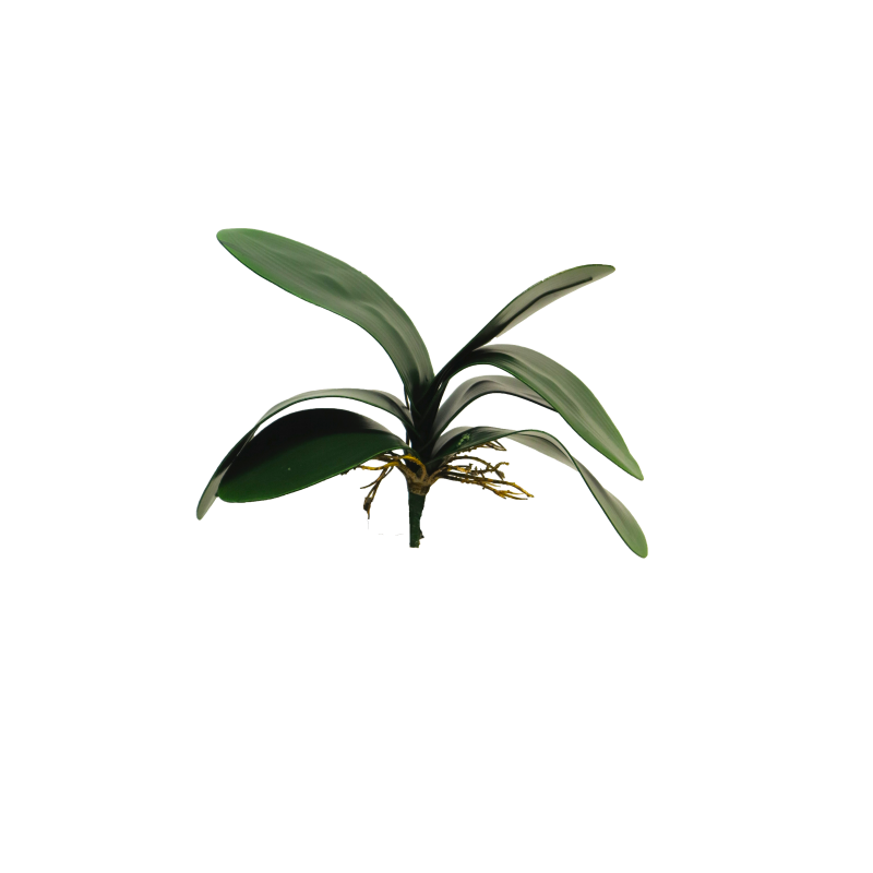 FEUILLE PHALAENOPSIS 29CM à la pièce