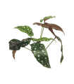 FEUILLE DE BEGONIA POLKADOT VERTE 33CM /1P