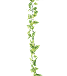 FEUILLE TRADESCATIA VERT/CREME guirlande 170CM /1P