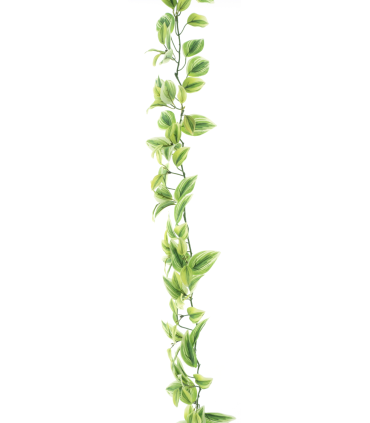 FEUILLE TRADESCATIA VERT/CREME guirlande 170CM /1P