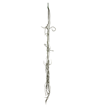 LIANE NOIRE 110CM à la pièce