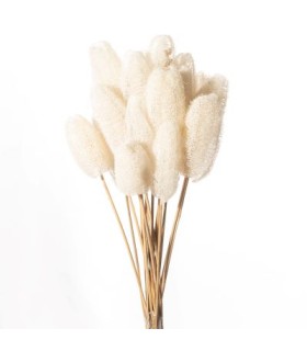 JHAMMA SUR TIGE BLANCHE 10-20CM /10P