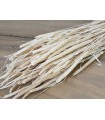 PHLEUM BLANC SACHET 100GR