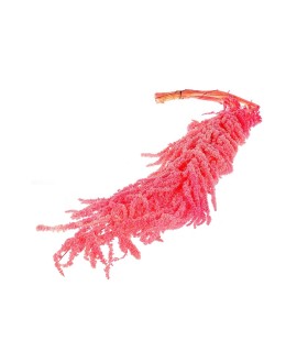 BOUQUET AMARANTHUS ROSE sachet 5 branches
